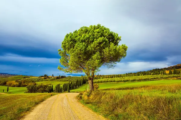 Beautiful Italy Picturesque Hills Legendary Tuscany Dirt Road Runs Hills — Stock Photo, Image
