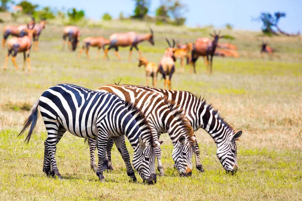Tsessebe Antelopes Zebras Graze Together Nearby African Safari Kenya Magnificent — Stock Photo, Image