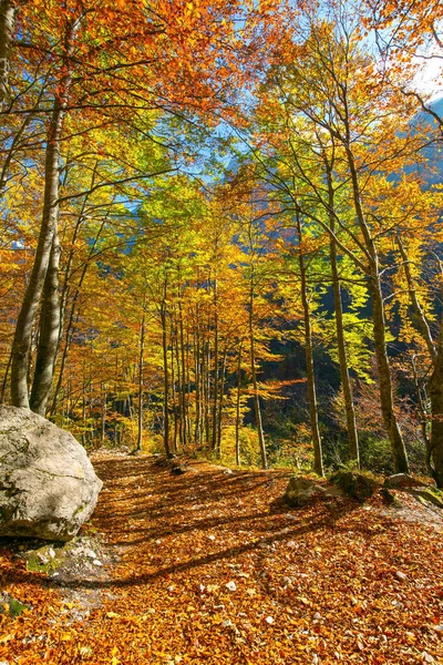 Gångväg Skogen Varm Solig Dag Indiska Sommaren Kamensko Savinskij Alperna — Stockfoto