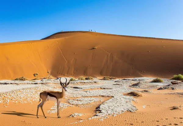 Het Namib Naukluft Park Namibië Afrika Enorme Schilderachtige Rode Oranje — Stockfoto