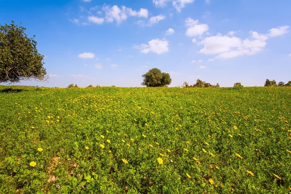 Israel Blue Sky Light Clouds Field Blooming Daisies Bright Southern — Stock Photo, Image