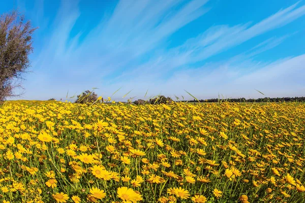 盛开的春天 内盖夫沙漠的春天盛开 以色列 蓝天和淡云 灿烂的南方阳光下盛开的雏菊地 — 图库照片