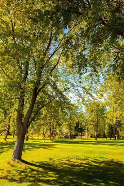 Зеленые Ухоженные Газоны Деревья Зеленой Листвой Провинция Квебек Канаде Яркие — стоковое фото