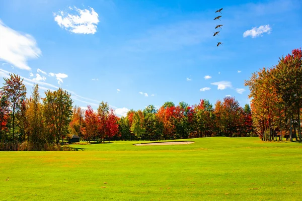 モントリオールへの高速道路 曇り空を飛ぶ渡り鳥の群れ 秋の日 緑豊かな赤と金の木の冠 道路で背の高い黄色の草 — ストック写真