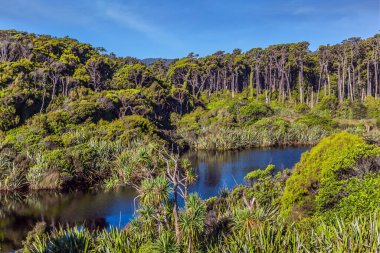 Aşırı gelişmiş kıyıların resimli sihirli yansımaları. Knight 's Point Gözcü Yolu. Kıyıdaki su birikintileri. Pasifik kıyıları sular çekildiğinde. Yeni Zelanda, Güney Adası. 