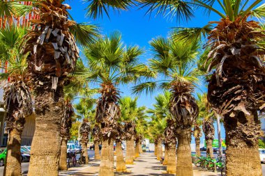 Muhteşem manzaralı palmiye ağacı yolu. İsrail. Akdeniz, Tel Aviv 'deki plajın yanındaki resim parkı.. 