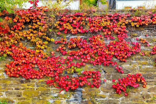 Plantas Trepadoras Decorativas Colores Rojo Naranja Rhine Castles Journey German — Foto de Stock