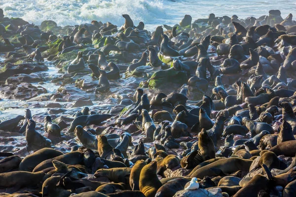 Coast Atlantic Ocean Cape Cross Largest South African Fur Seal — Stock Photo, Image