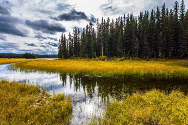 浅い湖や沼の間の針葉樹常緑樹林 カナダのロッキー山脈 黄色い乾いた草 森の中の湿地 生態学的 積極的かつ写真観光の概念 — ストック写真