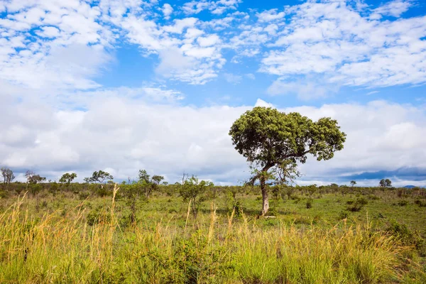 非洲草原 平坦的草原 长满了黄草和沙漠相思树 著名的克鲁格公园多风的天气啊积极旅游和摄影旅游的概念 — 图库照片