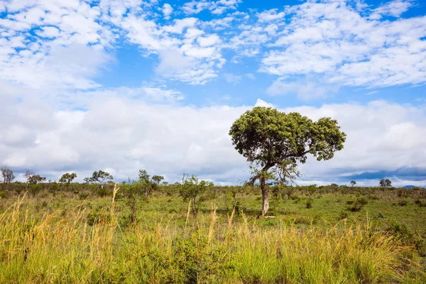 Savana Africana Steppa Piatta Ricoperta Erba Gialla Acacia Del Deserto — Foto Stock