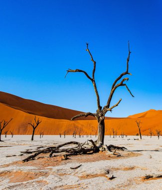  Afrika, Namibya. Canlı kırmızı ve turuncu kum tepeleri. Namib-Naukluft Parkı. Kurumuş Sossusflei Gölü 'nün dibindeki ağaçların fosilleşmiş kalıntıları..