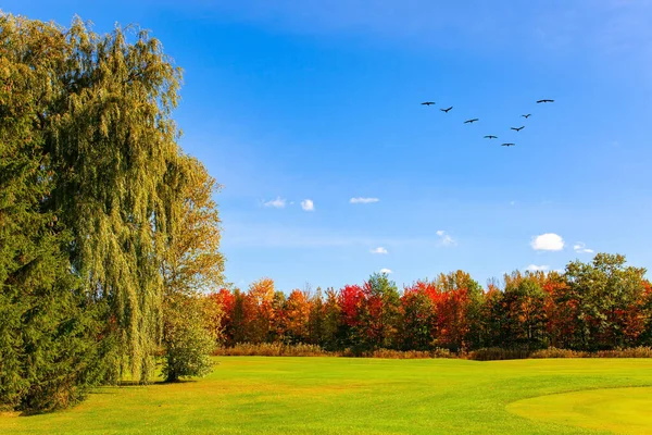 Parlak Sonbahar Manzarası Yeşil Sarı Sarı Yapraklı Ağaçlar Muhteşem Yeşil — Stok fotoğraf