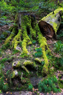 Kara Orman. İlk sonbahar yağmuru. Schwarzwald 'a giden toprak yol. Avrupa 'nın merkezindeki ünlü orman. Sabah sisi. Almanya 'da Ekim