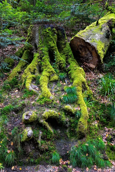 Bosque Negro Primera Lluvia Otoño Camino Tierra Schwarzwald Famoso Bosque — Foto de Stock