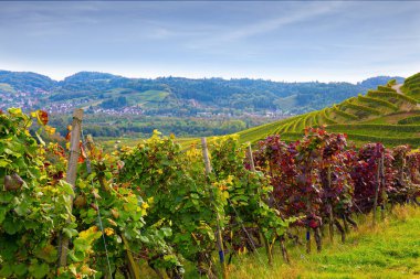 Ekim ayındaki hasattan önce muhteşem üzüm bağları. Almanya 'daki üzüm bağları. Ren nehrinin kıyısında. Sonbahar güneşi güzel bir üzüm hasadını ısıtır.
