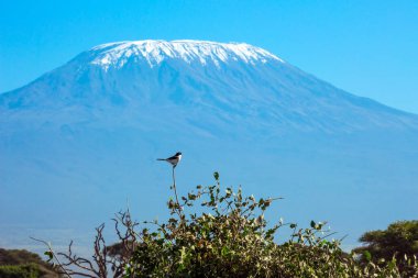 Kingfisher çalıların üzerinde oturuyor. Afrika 'ya egzotik bir yolculuk. Muhteşem eşsiz zirve, kar şapkalı Kilimanjaro Dağı 'dır. Güneydoğu Kenya, eşsiz Amboseli Parkı