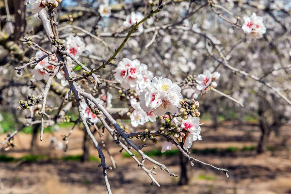 Srail Ilkbahar Başlarında Şubat Şirin Pembe Beyaz Badem Çiçekleri Ağaçları — Stok fotoğraf