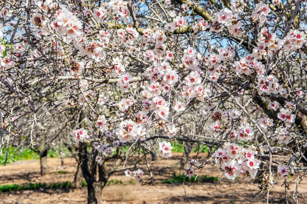 Early Spring Israel Adorable Pink White Almond Flowers Decorate Trees — Stock Photo, Image