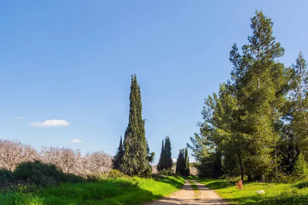 Borde Gran Jardín Almendros Flor Alrededor Del Jardín Crecen Cipreses —  Fotos de Stock