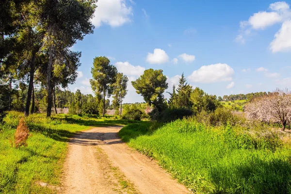 温暖而阳光灿烂的二月天 以色列 宽阔的土路穿过一片繁茂的草地 一个盛开的杏树大花园的边缘 — 图库照片