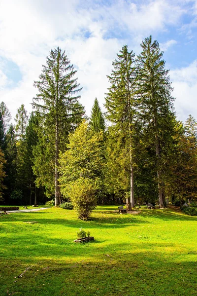 Resimli Bir Sonbahar Ormanının Kenarında Yeşil Çimenler Slovenya Git Resimli — Stok fotoğraf