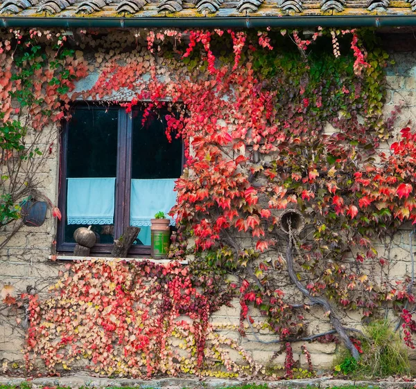 日落了伟大的意大利托斯卡纳省 田野和山丘上布满了薄雾 黄昏的时候房子里挂满了秋天的葡萄叶 — 图库照片