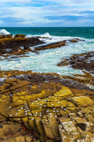 ニュージーランドの南の壮大な美しさ ケイトリン シーニック ロード 岩や海の石の海岸 南の島で強力なサーフィン 生態観光と写真観光の概念 — ストック写真