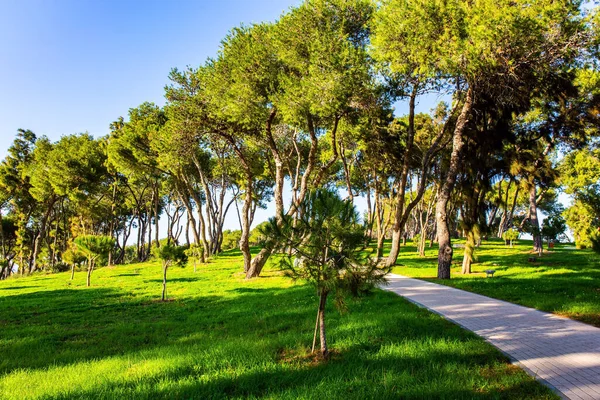 Parque Verde Aldeia Costeira Cesareia Caminhos Pitorescos Entre Árvores Dobrados — Fotografia de Stock