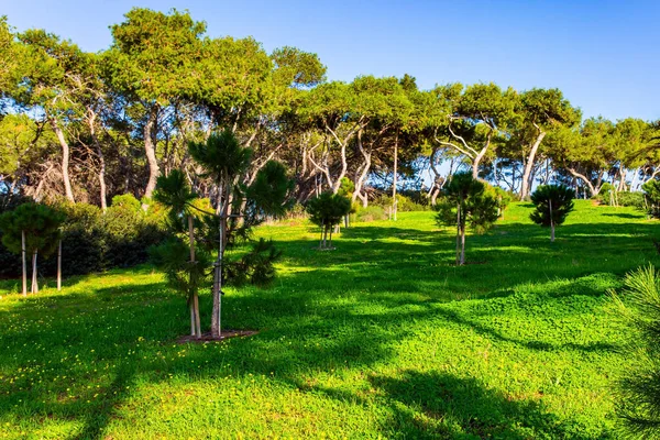 树木被海风吹弯了 凯撒利亚海滨村庄的绿色公园 冬日的日落给绿草投下了长长的阴影 温暖的一月天 以色列 — 图库照片