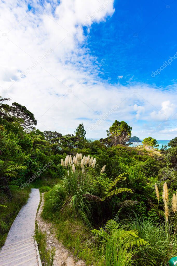 The road to Cathedral Cove. Picturesque flowering reeds grow along the sides of the path. Coromandel Peninsula on the North Island. New Zealand. The concept of active, exotic, ecological and photo tourism