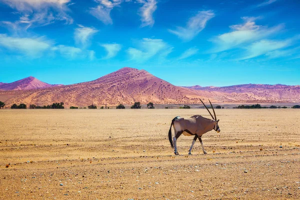 Grande Viagem Namíbia Deserto Naukluft Oryx Antelope Chifres Longos Majestosas — Fotografia de Stock