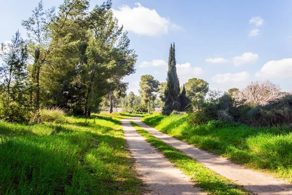 Bordo Del Grande Giardino Mandorli Fiore Caldo Giorno Sole Febbraio — Foto Stock