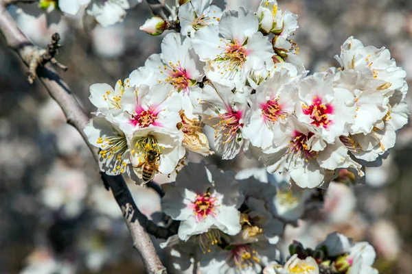 Bee Collects Pollen Center Flower Early Spring Israel Flowering Almond — Stock Photo, Image