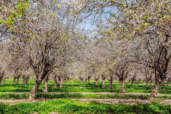 Magnífico Jardín Flores Almendras Los Almendros Están Cubiertos Hermosas Flores —  Fotos de Stock