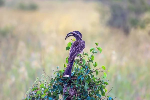 Çimenli Bozkırdaki Afrika Gri Boynuzlu Boğası Kenya Safari Masai Mara — Stok fotoğraf