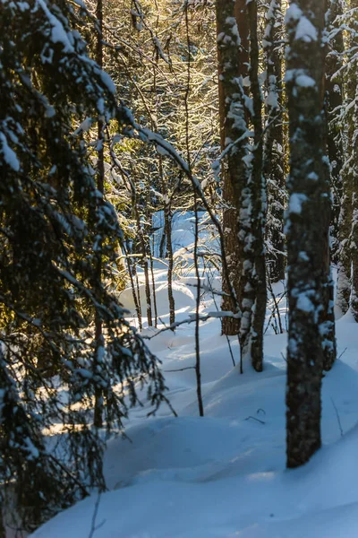 라플란드 세계에서 북쪽에 동물원 서리가 내리고 내리는 겨울날입니다 눈덮인 침엽수림 — 스톡 사진