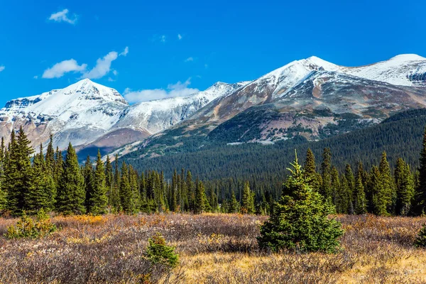 Majestueuze Rocky Mountains Van Canada Alberta Dennenbomen Geelachtig Herfstgras Rond — Stockfoto