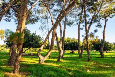 Kış günbatımı yeşil çimlerin üzerinde uzun gölgeler bıraktı. Ağaçlar, deniz rüzgarı tarafından eğilmiş. Ocak ayının sıcağı. İsrail. Caesarea sahil köyündeki park..