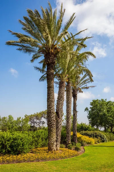 Wspaniały Park Botaniczny Zboczach Góry Karmel Izrael Duża Zielona Trawiasta — Zdjęcie stockowe