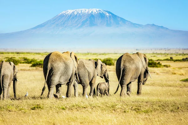Стадо Диких Слонов Пасутся Подножия Знаменитой Горы Килиманджаро Своей Заснеженной — стоковое фото