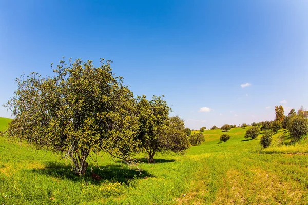 Ökenakacia Grönt Sluttningen Blooming Negev Desert Grönt Gräs Och Vilda — Stockfoto