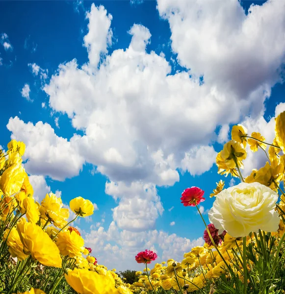 Lysande Cumulusmoln Flyger Den Blå Himlen Lysande Gul Trädgård Ranunculus — Stockfoto