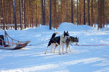 Turistlerle kızak taşıyan Husky kızağı. Güneş ufukta batıyor. Noel Baba 'ya git. Laponya 'da kısa bir kış günü. Kuzey Kutbu 'na egzotik yolculuk. 
