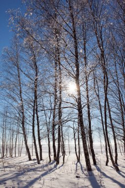 Karda ağaçlardan gelen açık gölgeler var. Güneş ufukta batıyor. Ağaç ve huş ağaçlarından oluşan kış ormanı. Kuzey Kutbu 'nda kısa bir kış günü. Güneşli bir kış gününde Laponya. 