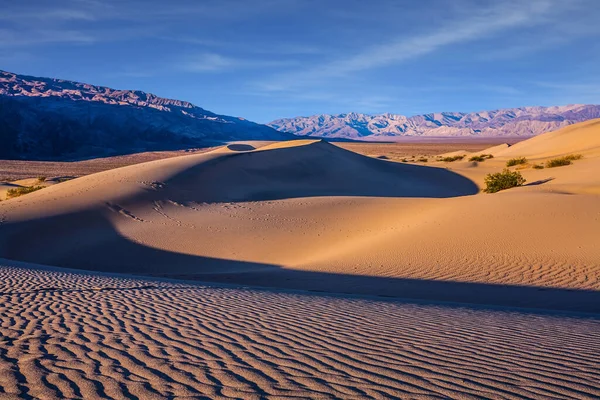 Usa Morgonljuset Lyser Upp Mjuka Sandkullarna Magisk Ökenmorgon Mesquite Flat — Stockfoto
