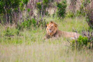 Kenya, Masai Mara Parkı. Küçük yeleli genç Afrika aslanı gölgede dinleniyor. Jeep - Afrika savanasında ilkbaharda safari. Egzotik, aşırı turizm ve fotoğraf turizmi kavramı
