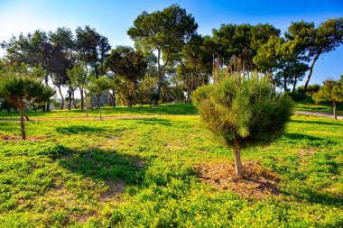Caesarea 'nun sahil köyündeki muhteşem yeşil park. Kış günbatımı yeşil çimlerin üzerinde uzun gölgeler bıraktı. İsrail, sıcak Ocak günü