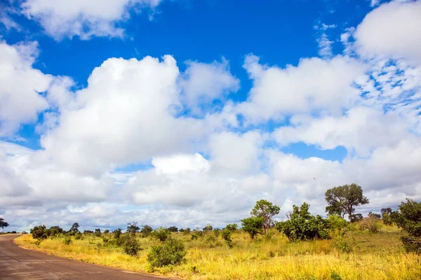 Meşhur Kruger Park Güney Afrika Turistler Için Toprak Dar Yol — Stok fotoğraf