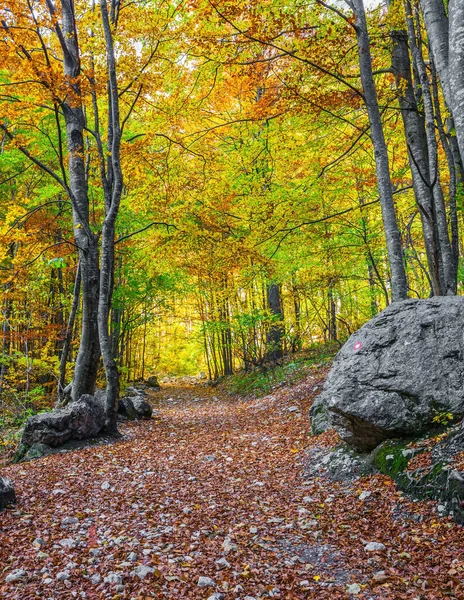 Magnificent Golden Autumn Mountains Eastern Europe Slovenia Logarska Valley Lush — стоковое фото